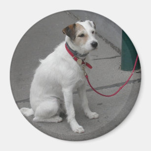 Imán Mongrel blanco dulce