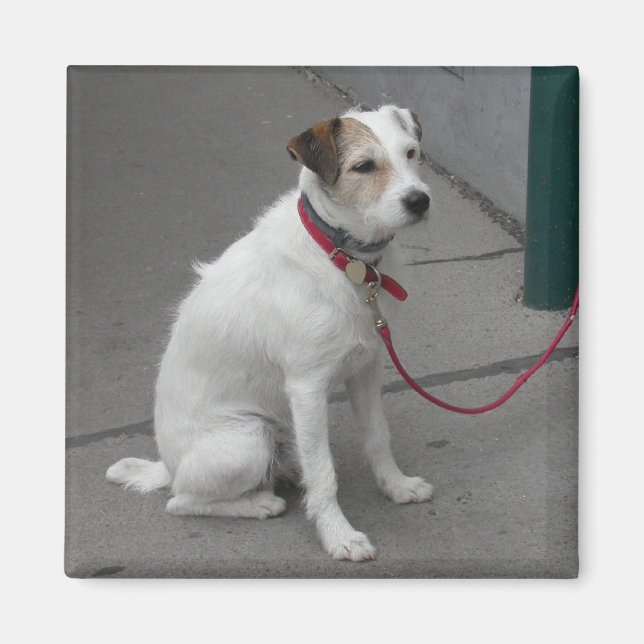 Imán Mongrel blanco dulce (Frente)