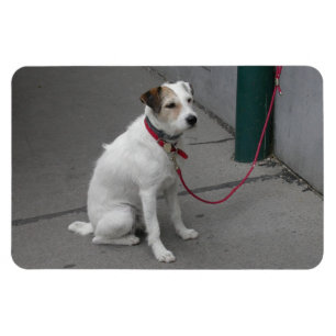 Imán Mongrel blanco dulce