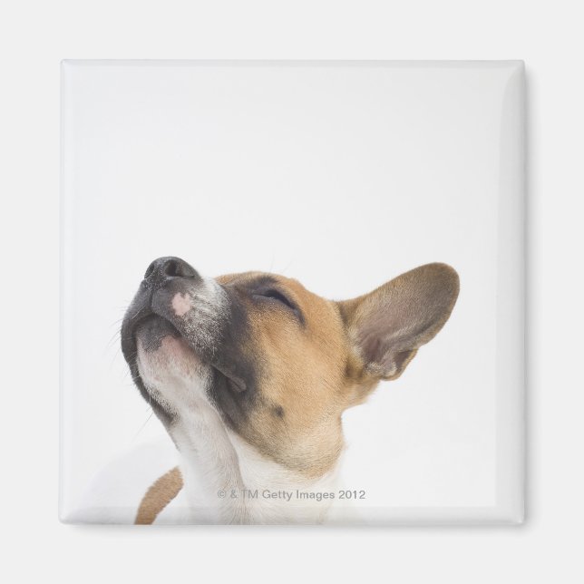 Imán Mongrel puppy (Frente)