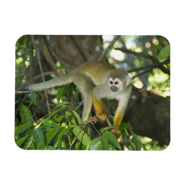 Imán Mono ardilla común, (Saimiri sciureus), Rio (Horizontal)