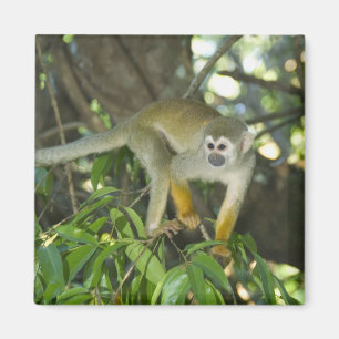 Imán Mono ardilla común, (Saimiri sciureus), Rio