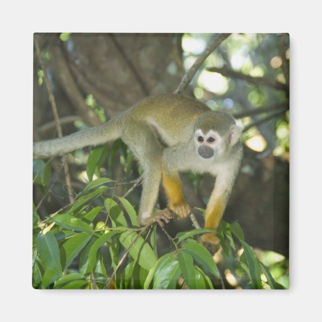 Imán Mono ardilla común, (Saimiri sciureus), Rio (Frente)