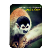 Mono ardilla en el árbol