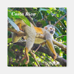 Imán Mono ardilla en el PN Manuel Antonio - Costa Rica