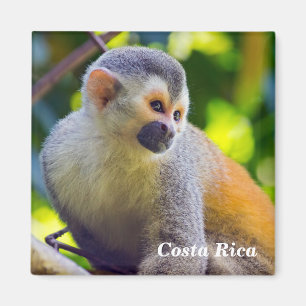 Imán Mono ardilla en el PN Manuel Antonio - Costa Rica