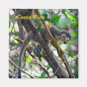 Imán Mono ardilla en Manuel Antonio NP - Costa Rica
