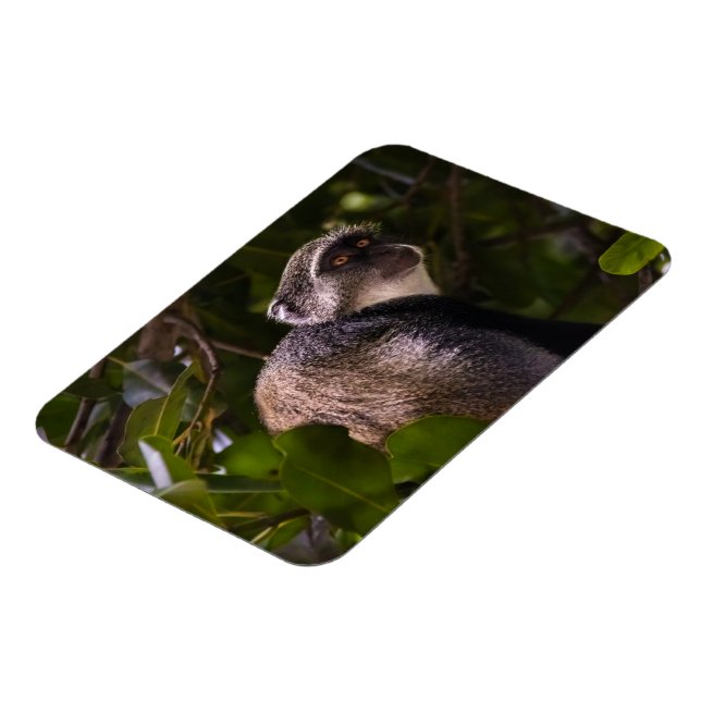 Imán Mono azul, Zanzíbar (Lado Izquierdo)