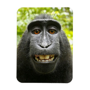 Imán Mono de Macaque con cresta sonriente de Célebes