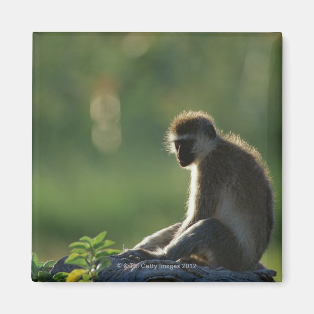 Imán Mono de Savanna (Frente)