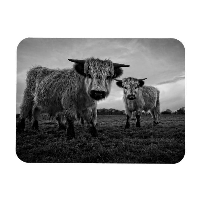 Imán Mono de vaca de alto parque (Horizontal)