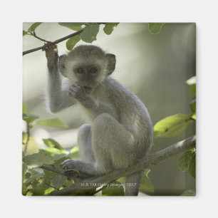 Imán Mono de Vervet, Zimbabwe