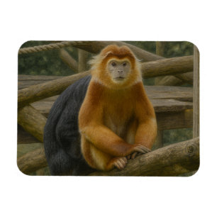 Imán Mono desnudo en refugio de Woodland
