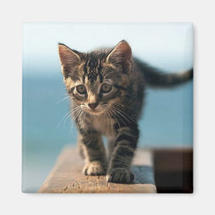 Imán mono_divertido_Animales_23 KITTEN CAT ADORABLE BEB