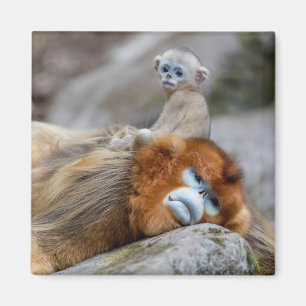 Imán Mono dorado de nariz desnuda con bebé