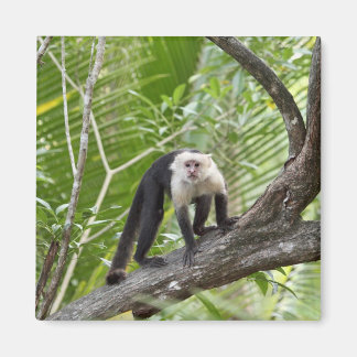 Imán Mono en la jungla