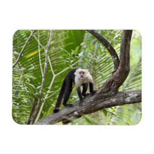 Imán Mono en la jungla