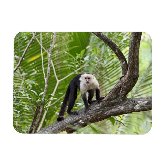 Imán Mono en la jungla (Horizontal)
