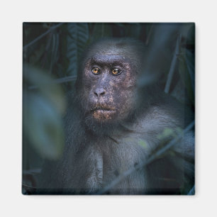 Imán Mono en la jungla