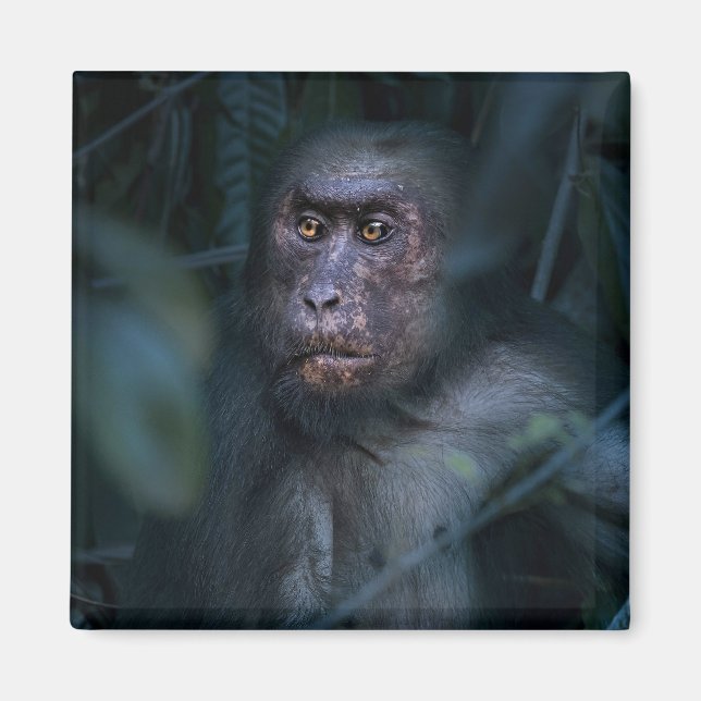 Imán Mono en la jungla (Frente)