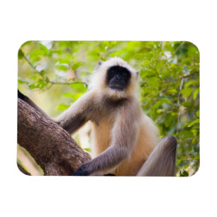 Imán Mono en la selva del Parque Nacional de Ranthambor