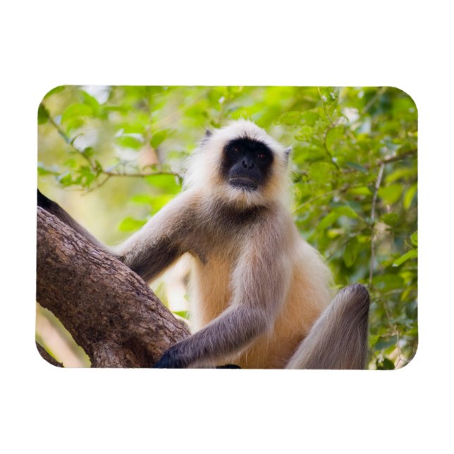Imán Mono en la selva del Parque Nacional de Ranthambor (Horizontal)