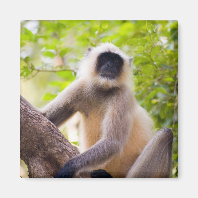 Imán Mono en la selva del Parque Nacional Ranthambore (Frente)