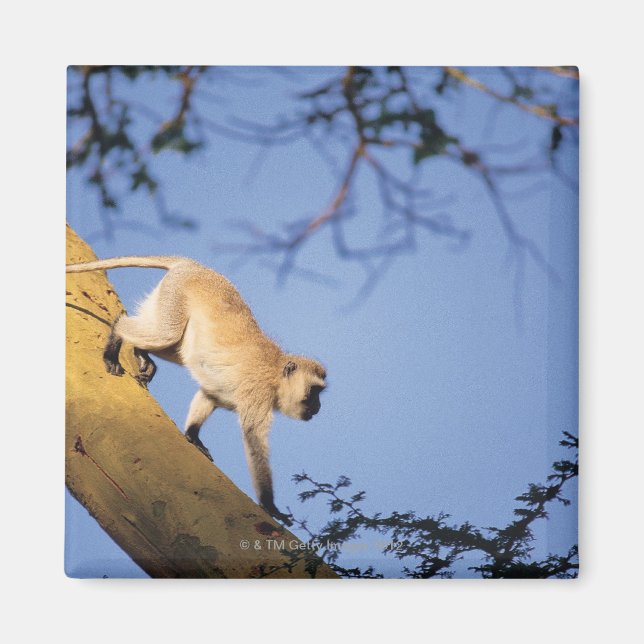 Imán Mono vervet en rama arbórea, Serengeti (Frente)