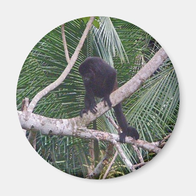 Imán Mono y mono bebé en la selva de Costa Rica (Frente)