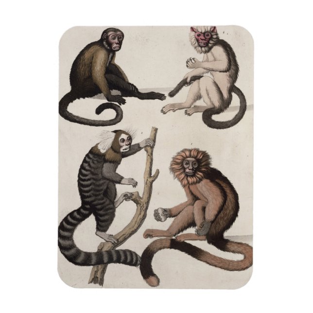 Imán Monos (color litho) (Vertical)