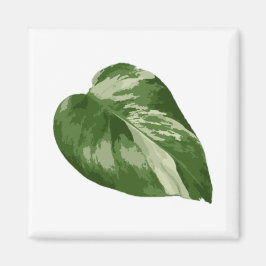 Imán Monstera Albo Leaf Magnet — Rare Variegation 