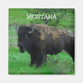imán Montana Bison