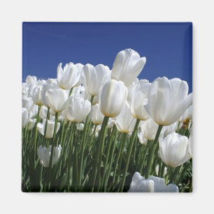 Imán Montaña de tulipanes en un cielo azul perfecto