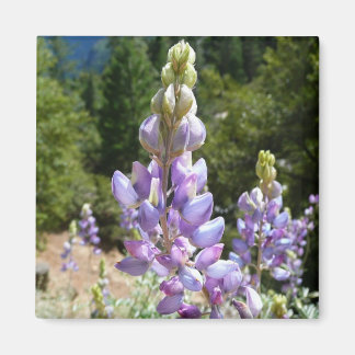 Imán Montaña Lupins en Yosemite