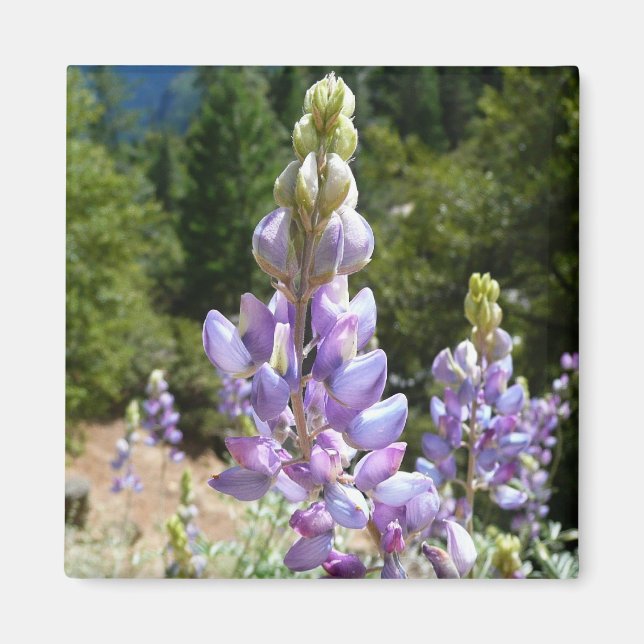 Imán Montaña Lupins en Yosemite (Frente)