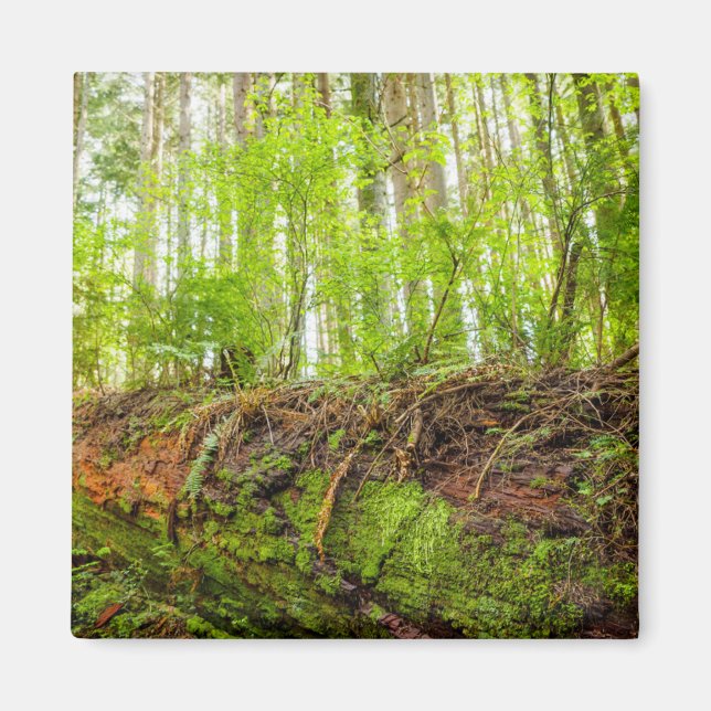 Imán Montaña Tiger | Issaquah, Estado de Washington (Frente)