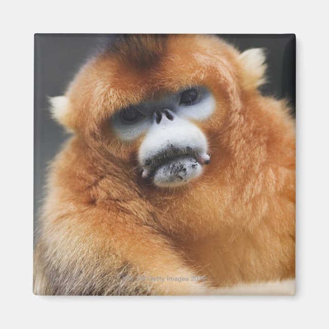 Imán Montañas de Qinling (Frente)