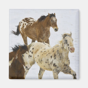 Imán Montañas del Big Horn, caballos que corren en la