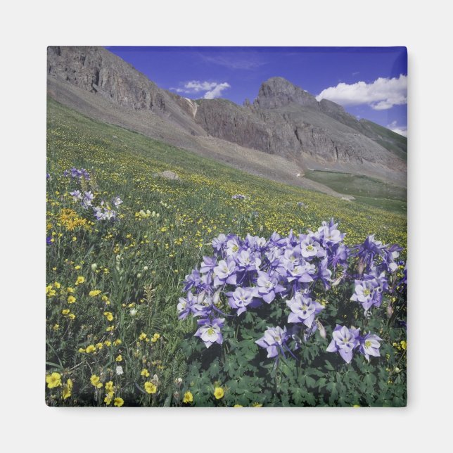 Imán Montañas y flores silvestres en pradera alpina, az (Frente)