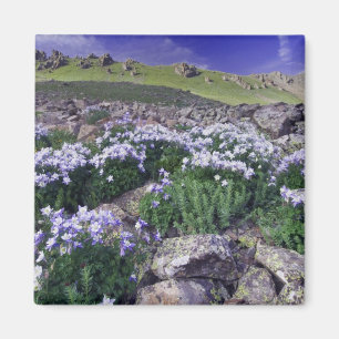 Imán Montañas y flores silvestres en prado alpino,