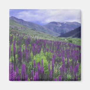 Imán Montañas y flores silvestres en prado alpino, 2