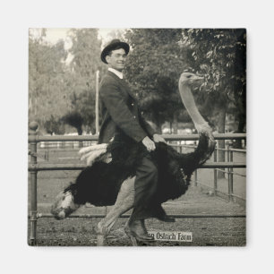 Imán Montar a caballo 1910 de la avestruz