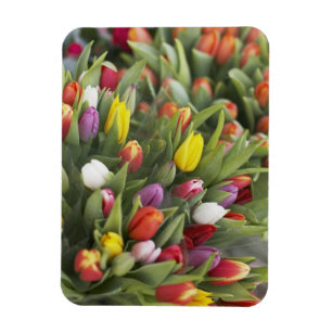 Imán Montones de tulipanes coloridos
