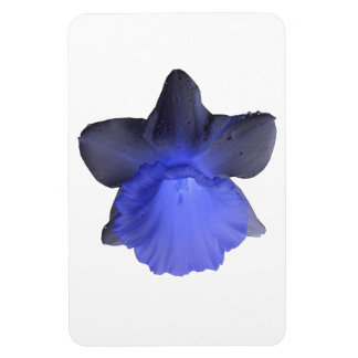 Imán Moody Blue Drin Daffodil Premium Magnet