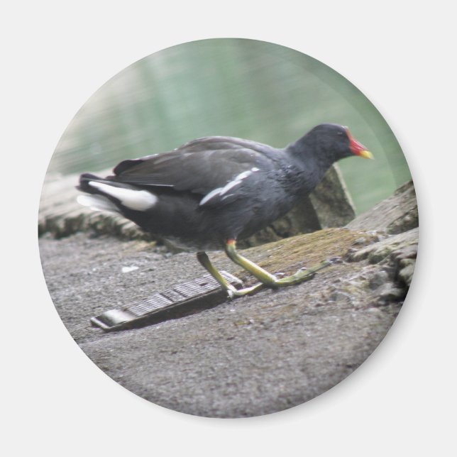 Imán Moorhen Magnet (Frente)
