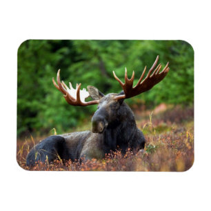 Imán Moose