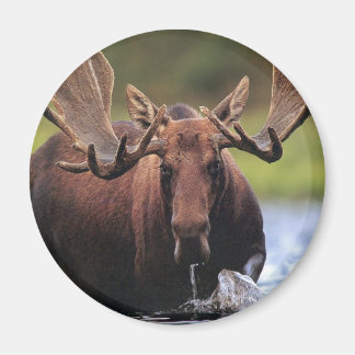 Imán Moose