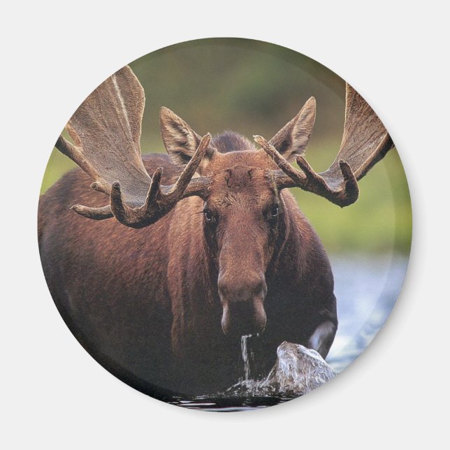 Imán Moose (Frente)