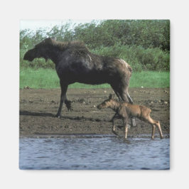 Imán Moose and Calf