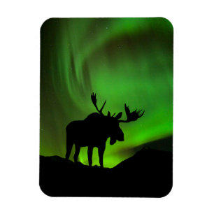 Imán Moose con Green Aurora Borealis, Alaska